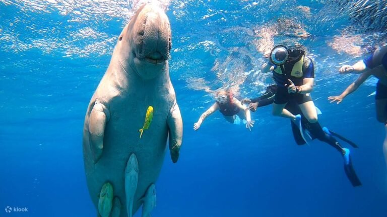 MarsaAlam-SnorkelingwithDugongsMarsaMubarakBoatTrip