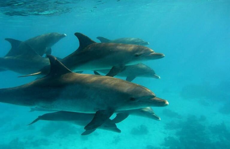 delfine-marsa-alam.6_a03e6_lg